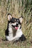CORGI PEMBROKE 019